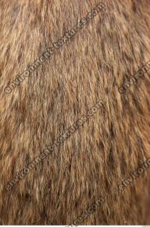 hamster fur